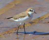 red-capped-plover-normanton-qld