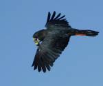red-tailed-black-cockatoo