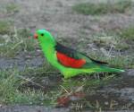 red-winged-parrot bourke-nsw