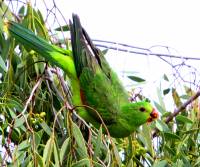 red-winged-parrot-female kilcowera station qld