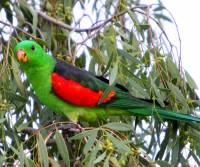 red-winged-parrot-male kilcowera Station QLD
