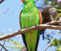 red-winged-parrot-mt-isa-qld