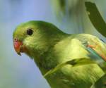 red-winged-parrot