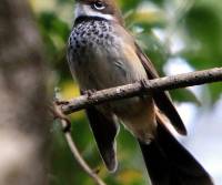rufous-fantail-bunderbourge-qld