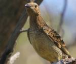 spotted-bowerbird bowra-station qld