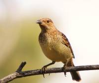 spotted-bowerbird