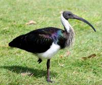 straw-necked-ibis-rockhampton-qld