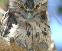 tawny-frogmouth-female