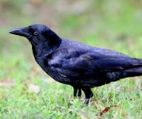 torresian-crow-young-mooloolabar-qld