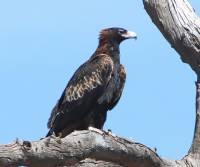 wedge-tailed-eagle-arkaroola-s-a