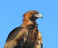 wedge-tailed-eagle (Milparinka NSW)