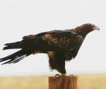 wedged-tailed-eagle