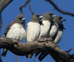 white-breasted-woodswallow-bowra-station qld