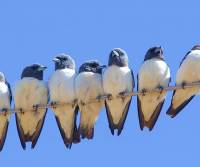 white-breasted-woodswallow