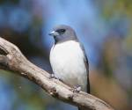 white-brested-woodswallow bowra-station qld
