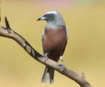 white-browed-woodswallow bowra-station qld