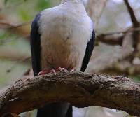white-headed-pigeon-port-macquarie-n-s.w