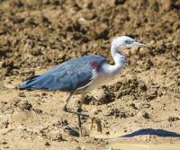white-necked-heron-winton