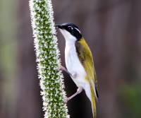 white-throated-honeyeater-dinden-forest-qld