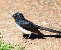 willy-wagtail