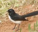 willy-wagtail_