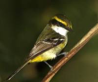 yellow-breasted-boatbill