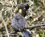yellow-tailed-black-cockatoo crowdy-bay-nsw