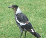 young-magpie port-macquarie