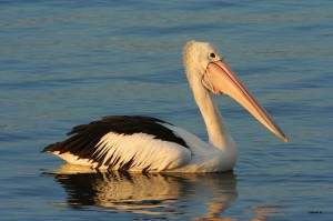 Australian Pelican