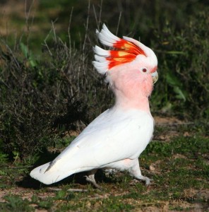 Major Mitchells Cockatoo