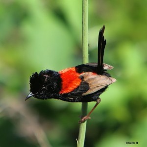 Red Backed Fairy Wren