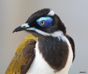 Blue Faced Honeyeater