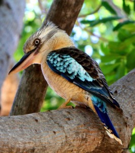 Blue Winged Kookaburra