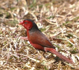 Crimson Finch 5