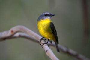 Eastern Yellow Robin