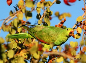 Red Winged Parrot