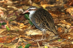 BUFF-BANDED-RAIL-CAIRNS-FNQ