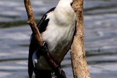 LITTLE-PIED-CORMORANT-PALM-COVE