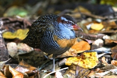 BUFF-BANDED-RAIL-CAIRNS-FNQ