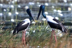 BLACK-NECKED-STORK-DARWIN-NT