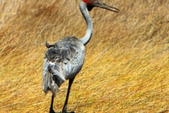 BROLGA-DARWIN-NT