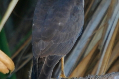 BROWN-GOSHAWK-DARWIN-NT