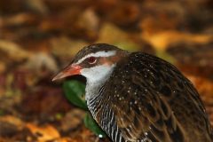 BUFF-BANDED-RAIL-CAIRNS-FNQ.