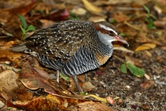 BUFF-BANDED-RAIL-CAIRNS-FNQ