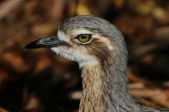 BUSH-STONE-CURLEW-PALM-COVE-QLD