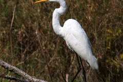 GREAT-EGRET-DARWIN-NT