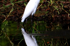 GREAT-EGRET-PALM-COVE-FNQ