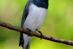 LEADEN-FLYCATCHER-PALM-COVE-F