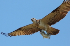 OSPREY WITH LUNCH TOWNSVILLE QLD