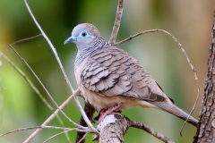 PEACEFUL DOVE TYTO WETLANDS INGHAM QLD